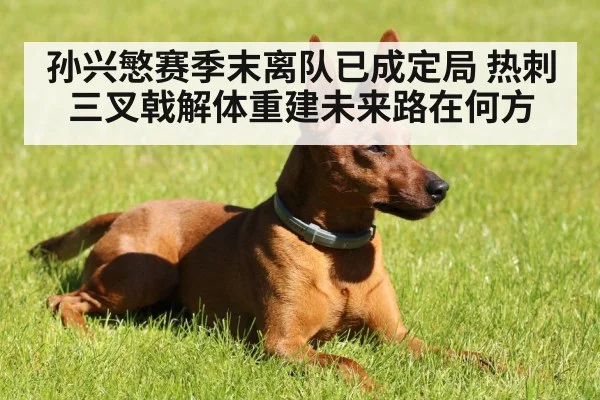 孙兴慜赛季末离队已成定局 热刺三叉戟解体重建未来路在何方